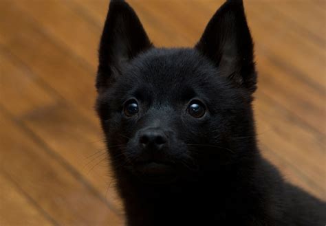 [12+] 6 Months Old Special Schipperkes Dog Puppy For Sale Or Adoption ...