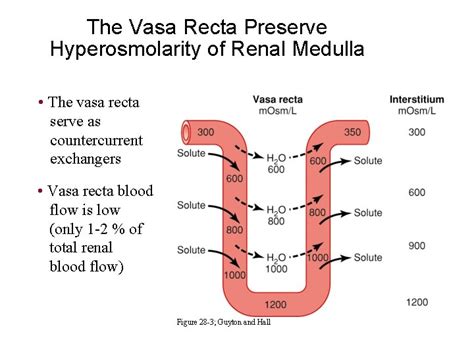 Regulation of Extracellular Fluid Osmolarity and Sodium Concentration