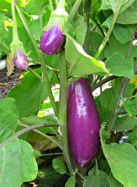 Harmony Valley Farm: Vegetable Feature: Eggplant