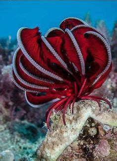 900+ Oceans & Beaches ideas | ocean creatures, sea creatures, ocean life