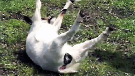 Fainting Goats, funny goat videos. - YouTube