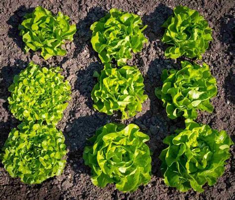 Organic Lettuce Farming, Cultivation, Growing Process | Agri Farming