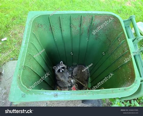 159 Raccoon Trash Cans Images, Stock Photos, 3D objects, & Vectors ...