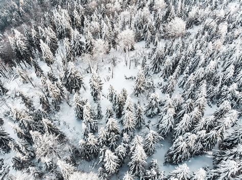 Snow Forest Aerial Free Stock Photo | picjumbo