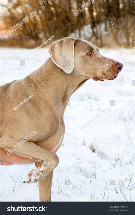 Purebred Weimaraner Hunting And Pointing Stock Photo 8248567 : Shutterstock