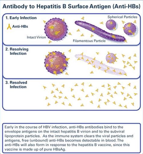 Antibody to Hepatitis B Surface Antigen | Medical Laboratories