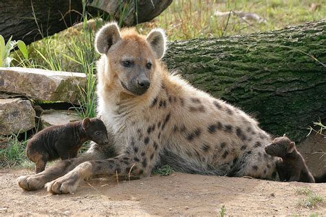 Spotted Hyenas: Meet them at Zoo Leipzig!