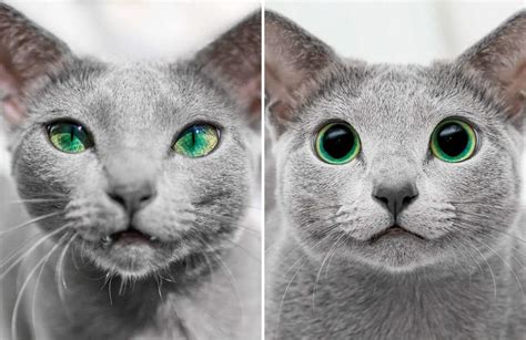 These Gorgeous Russian Blue Cats Have The Most Mesmerizing Eyes | Bored ...