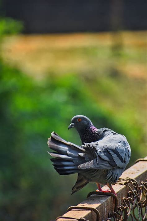 A Close-Up Shot of Pigeons · Free Stock Photo