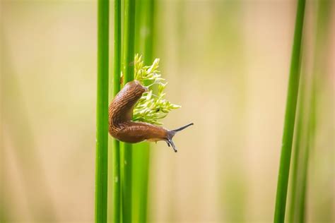 Slug Snail Garden - Free photo on Pixabay - Pixabay