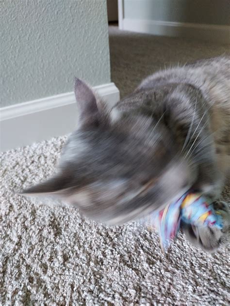 Quick DIY Catnip Toys - The Halcyon Homestead