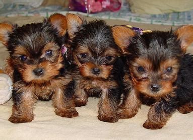 Yorkie growth chart and Yorkshire terrier development stages - Yorkie.Life