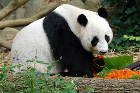 River Safari pandas Kai Kai & Jia Jia celebrate birthdays with huge platter of longevity ...