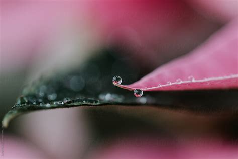 "Pink Leaves With Water Drops" by Stocksy Contributor "Javier Pardina ...