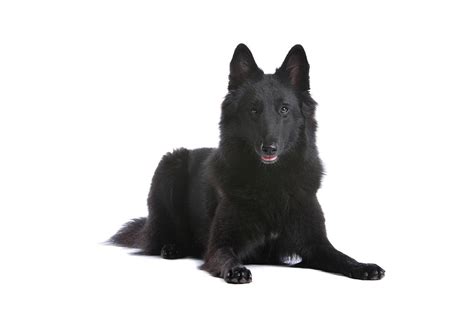 Belgium Shepherd Breed Guide | Petbarn