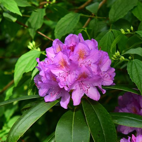 Flowers Rhododendron Bush · Free photo on Pixabay