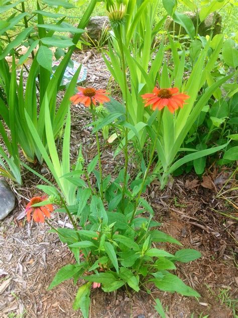 Orange Coneflower Yard, Orange, Plants, Flowers, Patio, Plant, Courtyards, Royal Icing Flowers ...