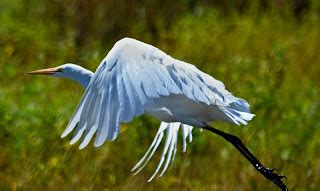 Random Images from a Nightowl: Colusa National Wildlife Area August 23, 2011