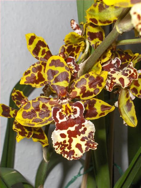 Orchids How To: Blooming of my Odontoglossum hybrid (Cambria)