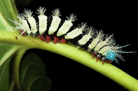 Wild Silk Moth Caterpillar (saturniidae #1 Photograph by Pete Oxford - Pixels