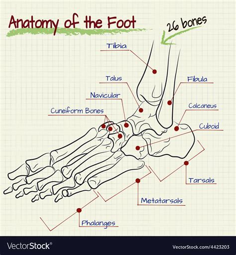 Structure of the human foot - bone Royalty Free Vector Image