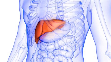 Hepatomegaly: Symptoms, Causes, Diagnosis, and Treatment