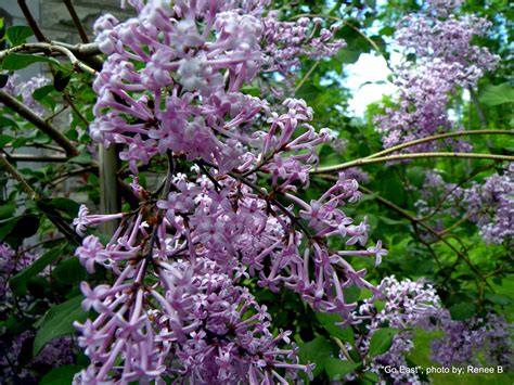 "Go East", they said...: Weeping Lilac Tree