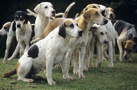 Stag hounds - Stock Image - Z932/0288 - Science Photo Library