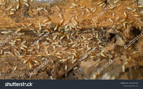 7,459 Colony Of Termites Images, Stock Photos & Vectors | Shutterstock