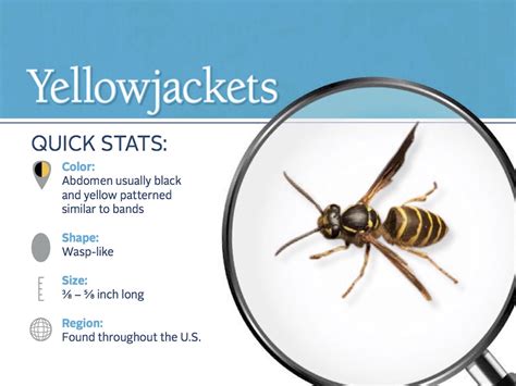 Yellow Jackets: How to Get Rid of Yellowjackets Stingers