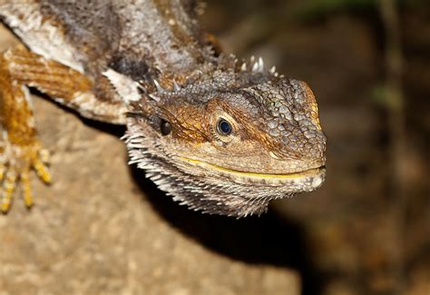 Bearded dragon (Pogona barbata) - Mingela | An unusual encou… | Flickr