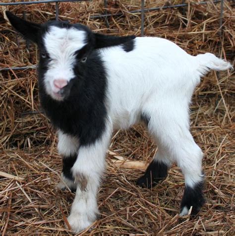 Kidsforsale | Animals, Kids, Goats