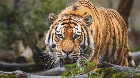 Closeup vista da face irritada do tigre na floresta fundo 4k tigre HD ...