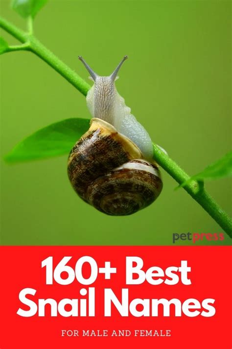 160 Best Snail Names - Cute & Funny Names For Your Pet Snail