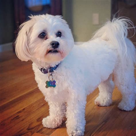 34+ teddy bear shichon haircut styles - IngridEkanshi