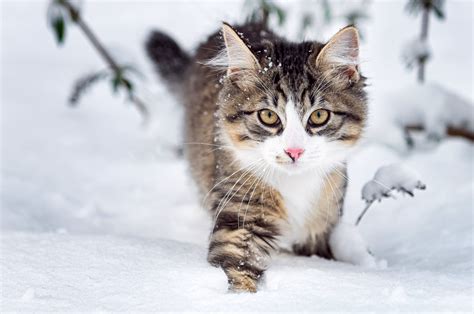 Winter Tiere Bilder / Hintergrundbilder Tiere Im Schnee Wolf