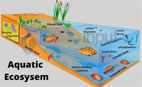 What Is An Aquatic Ecosystem?-Features, Classification, And Productivity