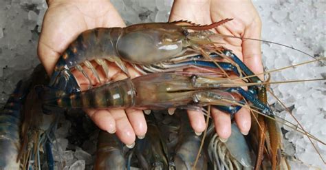 The 10 Largest Shrimp (And Prawn!) In the World - IMP WORLD