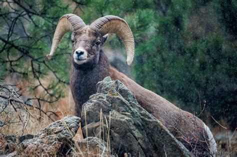 Photo Gallery of the day – Wildlife in and around Estes Park. – Estes Park Trail-Gazette