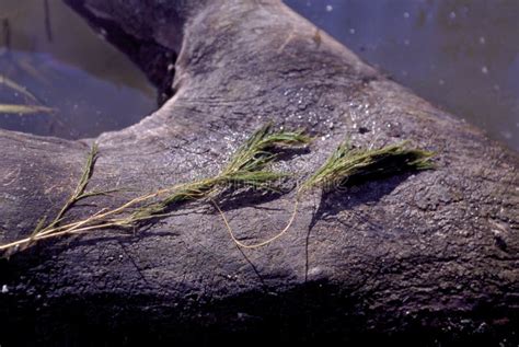 Sago Pondweed 25752 stock image. Image of food, invasive - 204019197