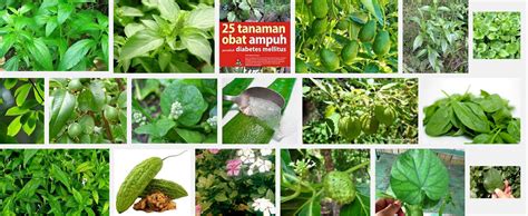 tanaman obat diabetesJual obat diabetes tradisional, obat diabetes ...