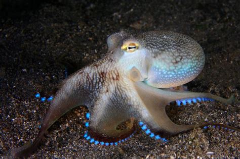 Coconut Octopus | Coconut octopus, Octopus, Animals