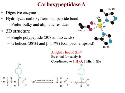 PPT - Catalytic Mechanism of Chymotrypsin slide 1 PowerPoint ...