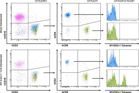 Immunophenotypic analysis of humanized mice. NSG mice transplanted with ...