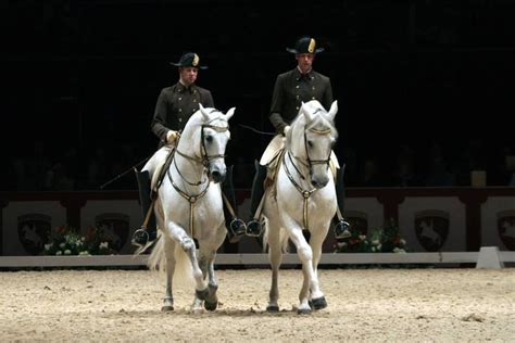 Lippizaners perform at the Spanish Riding School | Spanish riding school, Equestrian, White horses