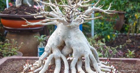 Adenium Socotranum Care: Tips On Growing Socotranum Desert Rose