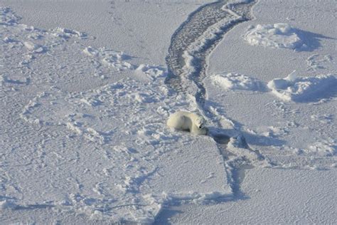 Seal Study Reveals Why Polar Bears Are All so Emaciated Now | SOMEONE SOMEWHERE