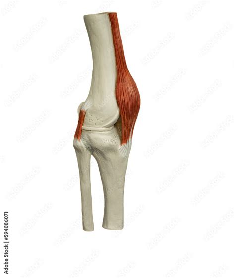 anatomy of knee detail Stock Photo | Adobe Stock