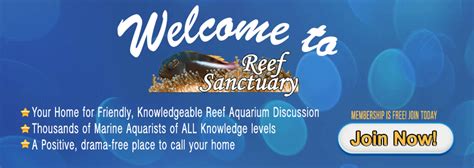 Reef safe butterfly fish | Reef Sanctuary