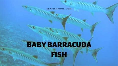 Life Cycle and Research on Baby Barracuda Fish - SeaFish